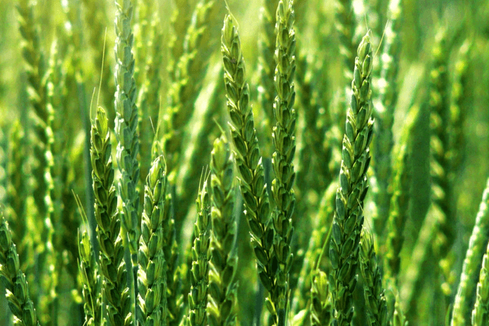 Спельта (TRITICUM SPELTA)