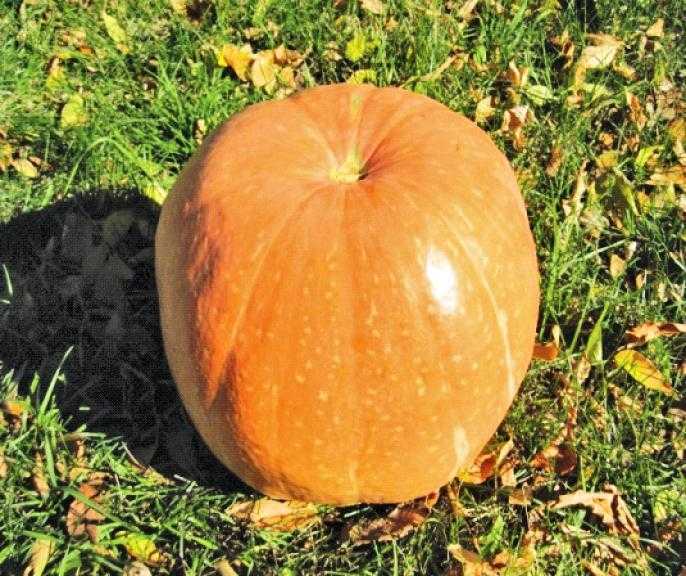Сорт гарбуза Народний