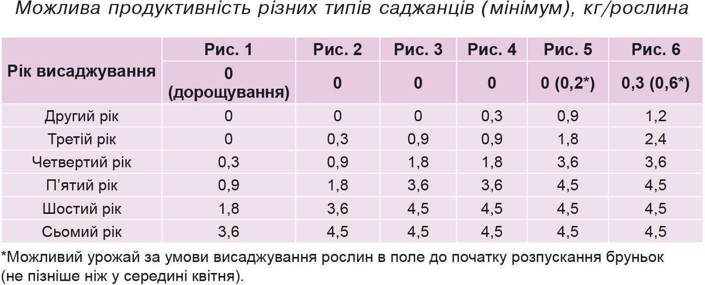 Можлива продуктивність різних типів саджанців (мінімум), 