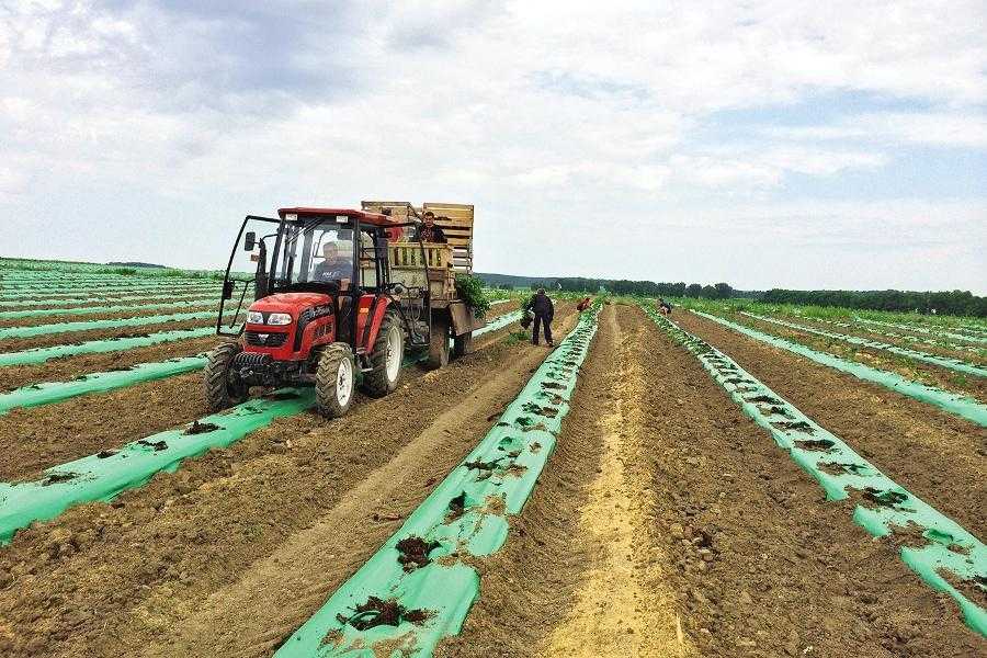 Вирощування чорниці