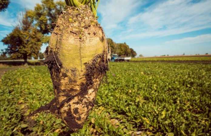 цукрові буряки демо ALFA Smart Agro
