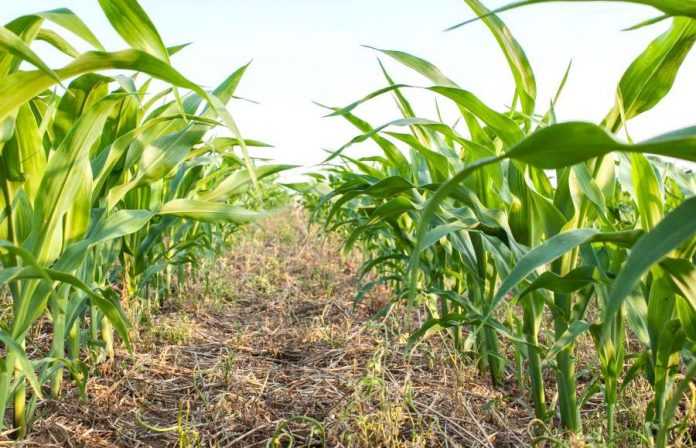 no-till
