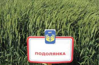 Подолянка пшениця