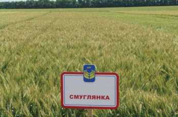 Смуглянка пшениця