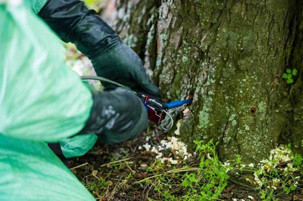ін’єкція каштанів