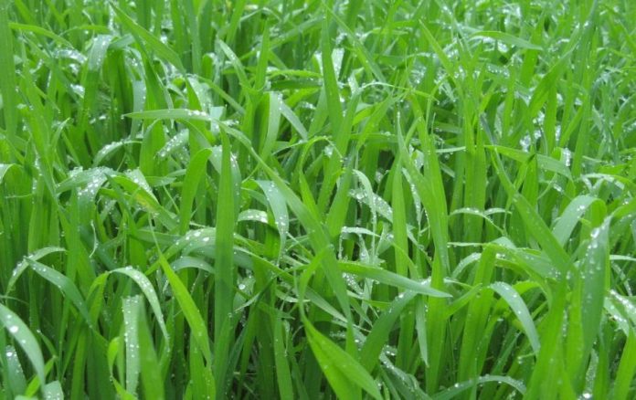 Як підтримати озимі нинішньої весни? Поради експертів ALFA Smart Agro