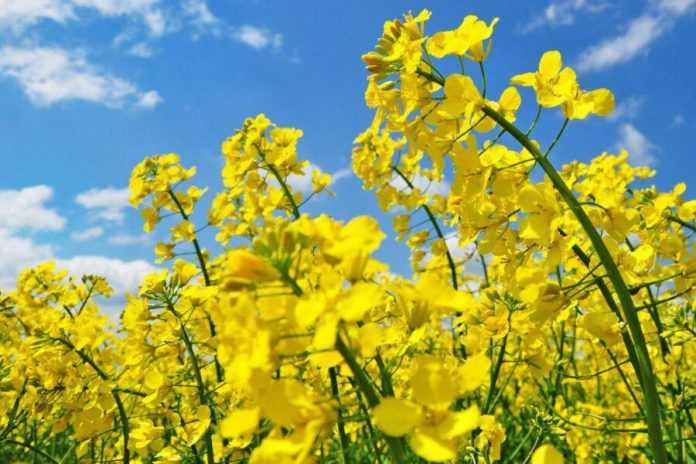 Гібриди озимого ріпаку DEKALB – майстерність свідомого вибору
