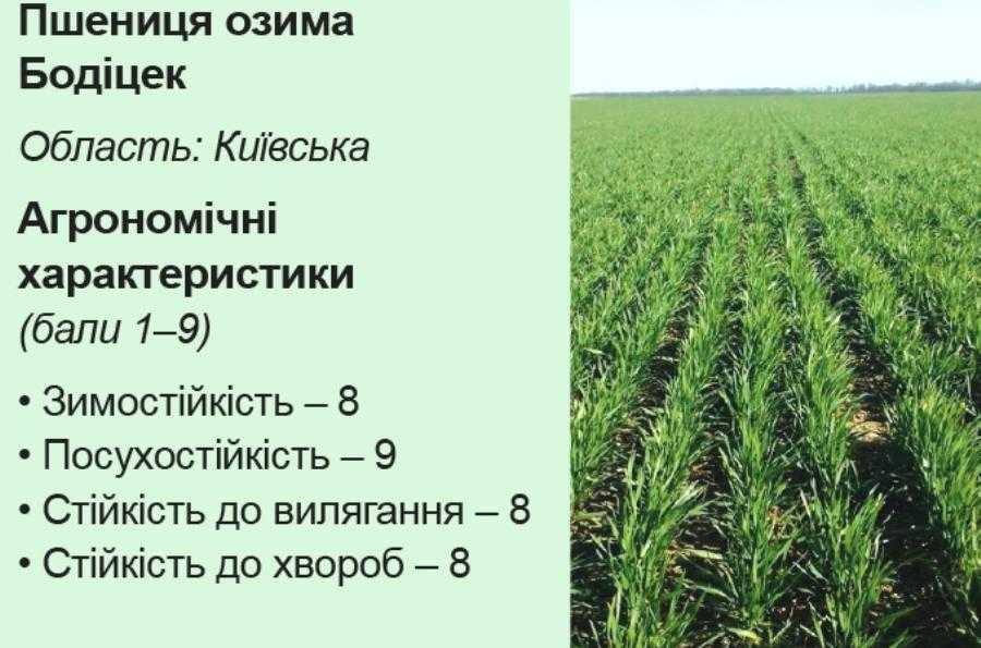 Аграрний лайфхак. Подолати негоду завдяки надврожайним озимим Sеmelita