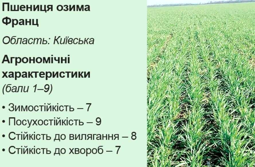 Аграрний лайфхак. Подолати негоду завдяки надврожайним озимим Sеmelita
