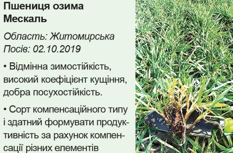 Аграрний лайфхак. Подолати негоду завдяки надврожайним озимим Sеmelita