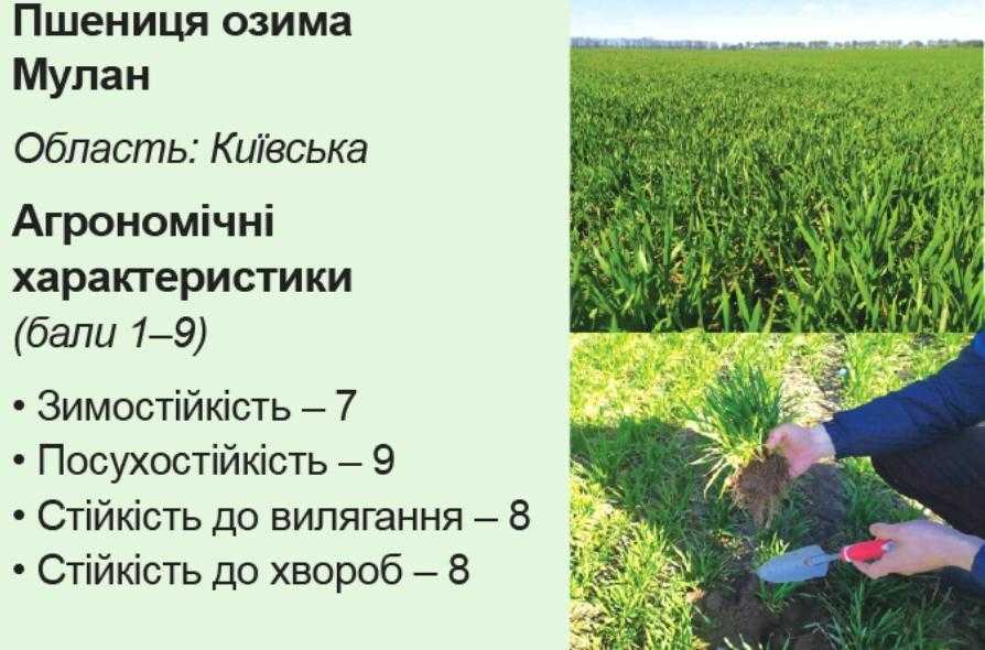 Аграрний лайфхак. Подолати негоду завдяки надврожайним озимим Sеmelita