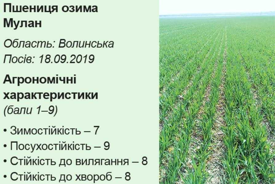 Аграрний лайфхак. Подолати негоду завдяки надврожайним озимим Sеmelita