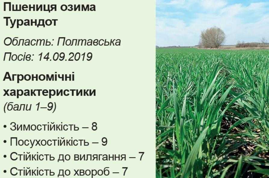 Аграрний лайфхак. Подолати негоду завдяки надврожайним озимим Sеmelita