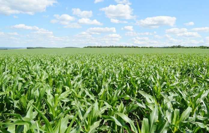 Corteva Agriscience і M2i спільно розроблятимуть феромони