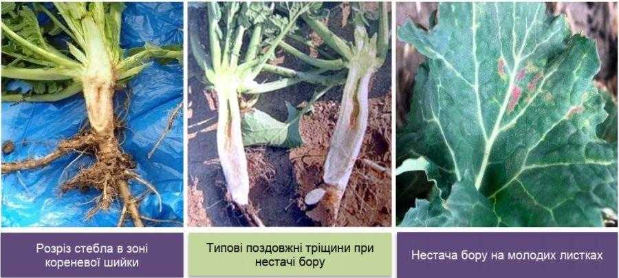  Технологічні моменти вирощування ріпаку, на які варто звернути увагу
