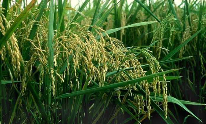 Corteva Agriscience зареєструвала в Україні інноваційний гербіцид для захисту рису Баксіга™