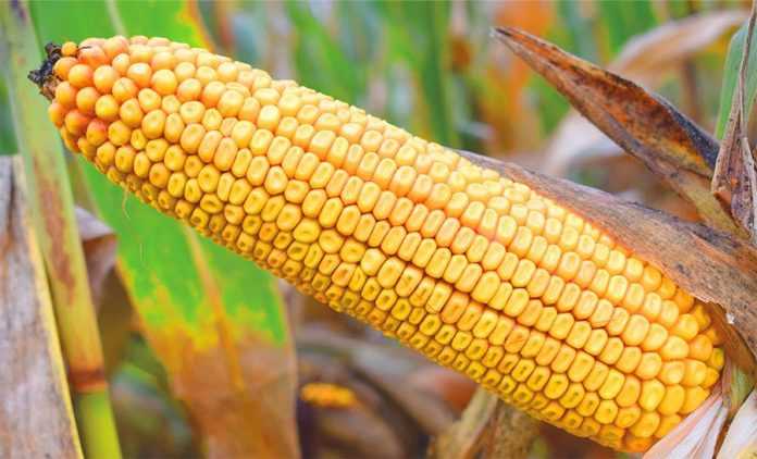 Назустріч викликам сезону разом із DEKALB-1