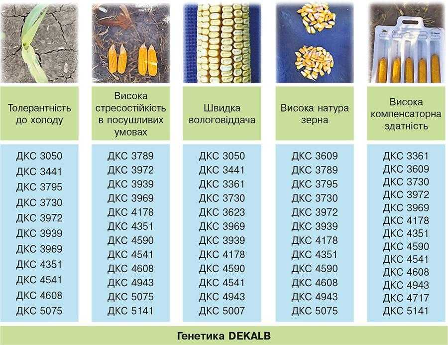 Рис. 10. Важливі складові генетики DEKALB