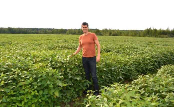 Як в органічному господарстві борються з бур`янами - досвід