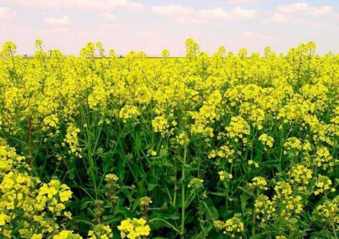 Z-komahamy-shkidnykamy-dopomozhe-borotysya-GMO-ryzhij-