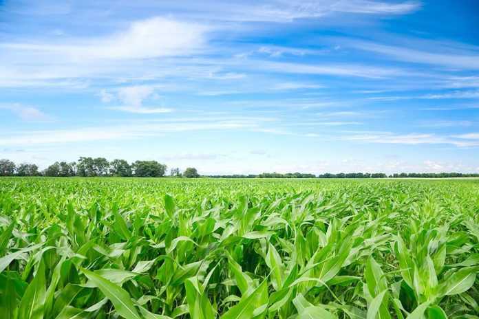 Ефективність технології Strip-till при вирощуванні кукурудзи-1