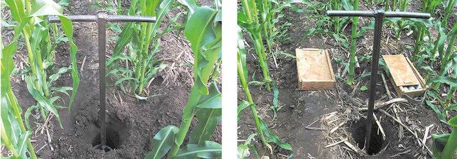 Рис. 3. Відбір проб на вологість ґрунту в шарах 0–40 см на обробітку Strip-till