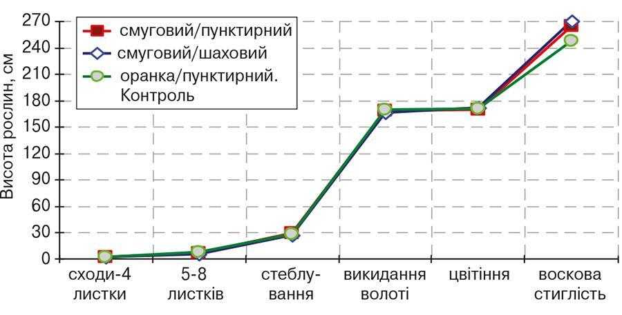 Рис. 6. Динаміка висоти рослин кукурудзи за фазами