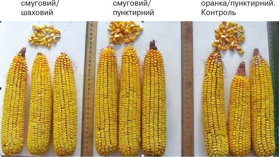 Рис. 7. Зернова продуктивність кукурудзи (гібрид EXPH-002)