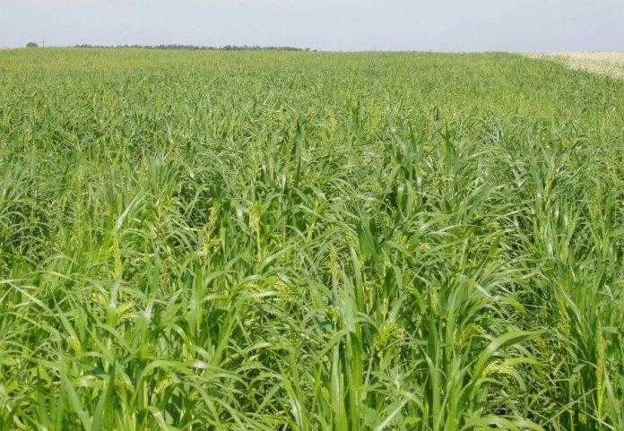 Досвід вирощування проса у господарстві на Чернігівщині
