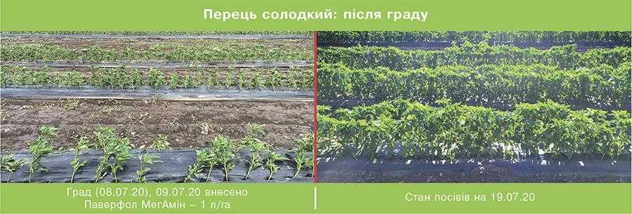 Перець солодкий після граду