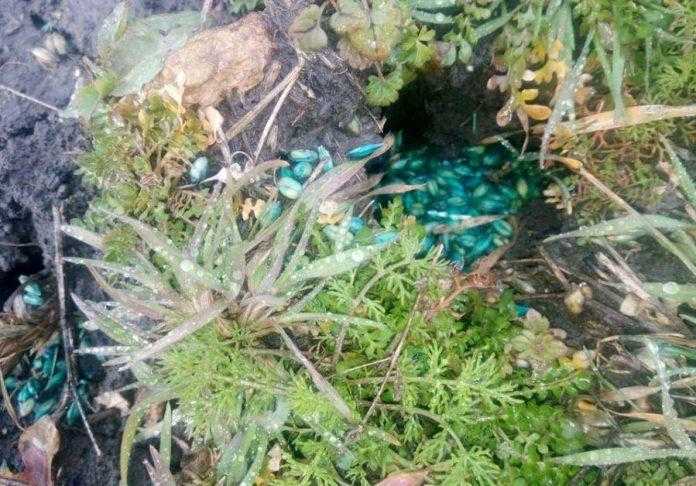 Проблемні питання, або з чого починається безпека на полях