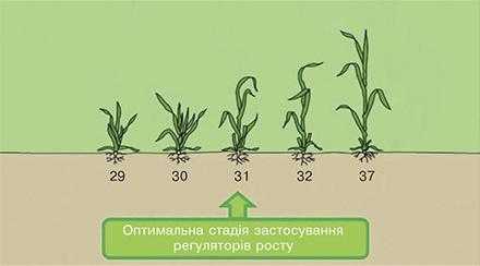 Рис. 3. Перше застосування регуляторів росту_1