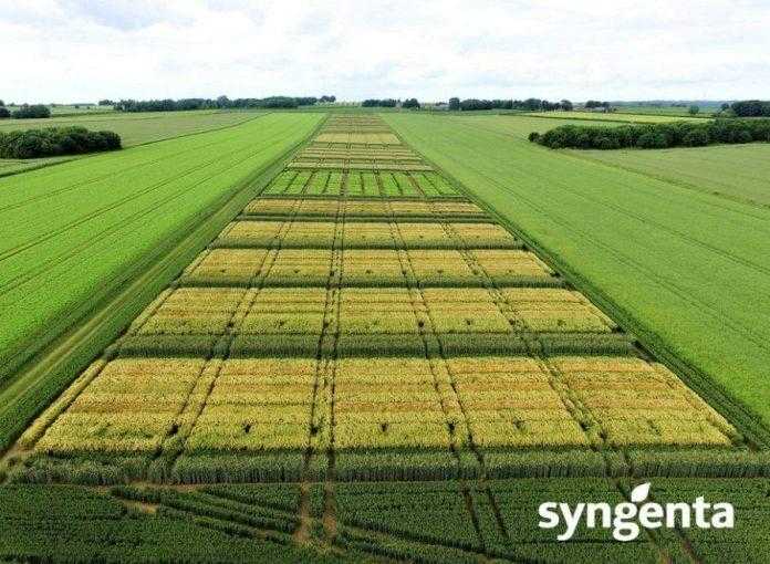 Syngenta розробляє методологічні кроки задля сталого розвитку