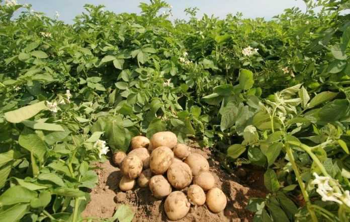 Як зменшити ураження картоплі паршею – дослідження