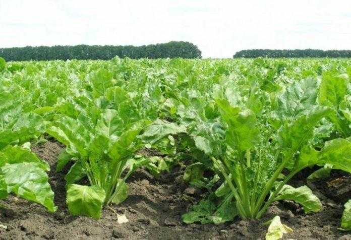 Які поживні речовини потрібні у різні фази росту цукрового буряка