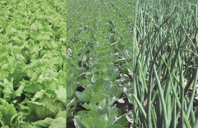Corteva Agriscience та Bejo підписали угоду про редагування геному