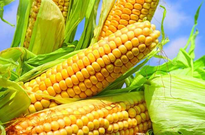 Фултайм – кукурудзі особлива увага з повною віддачею!