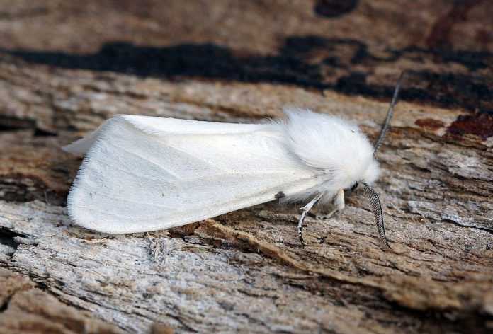 Hyphantria cunea