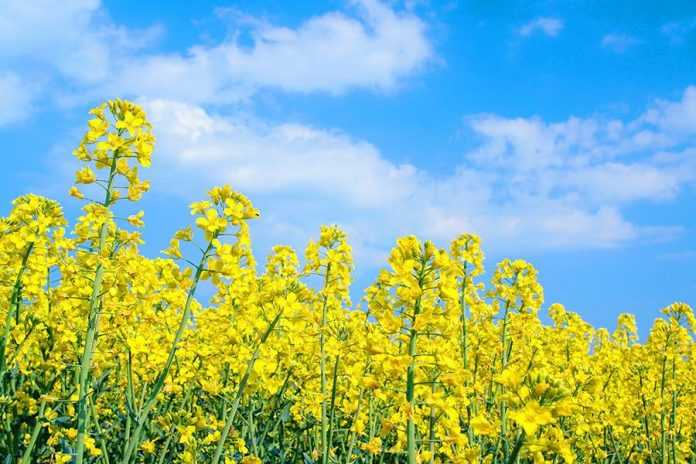 Контроль шкідників посівів ріпаку