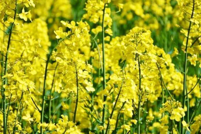 Перехід на нову технологію обробітку грунту у 1,5 рази підвищив урожайність ріпаку