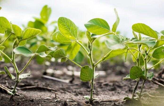 Corteva Agriscience та Symborg оголосили про угоду в галузі азотофіксації на основі мікробів