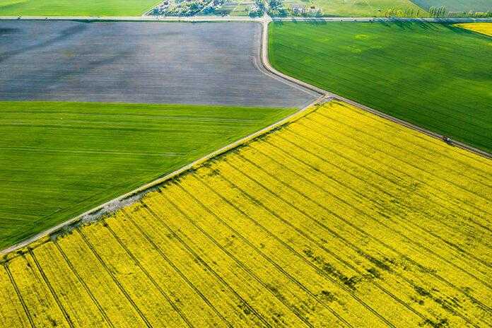 Індекс NDVI як він робить життя агронома простішим