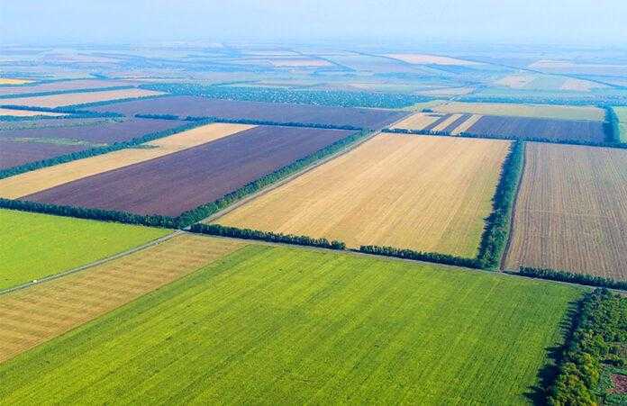 Полезахисні лісосмуги – невідомі функції та сучасний стан