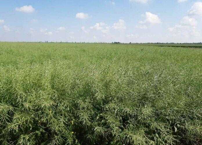 Як виростити високий урожай ріпаку попри погодні негаразди - досвід