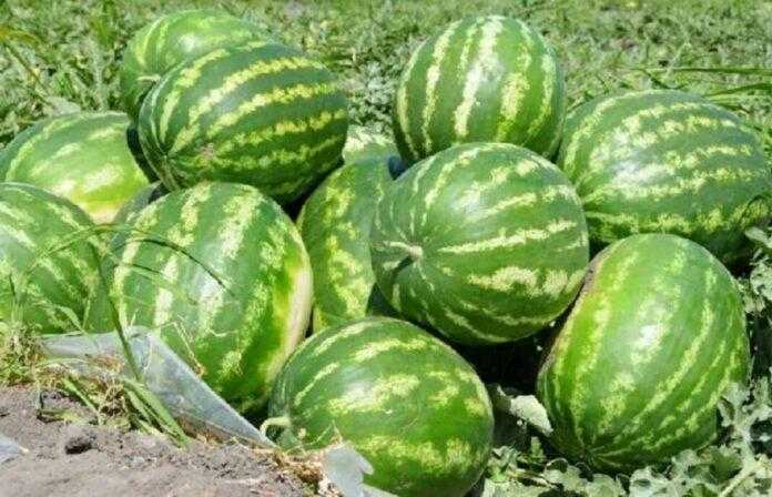 Hersonski-fermery-ne-mozhut-prodaty-kavuny-navit-po-70-kopijok-za-kilogram-