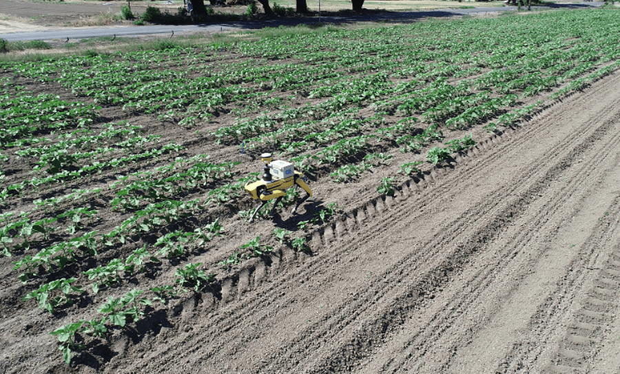 Innovatsiya-Corteva-Agriscience-vykorystovuye-manevrenyh-mobilnyh-robotiv-dlya-peresuvannya-mizh-ryadamy-posiviv Innovatsiya-Corteva-Agriscience-vykorystovuye-manevrenyh-mobilnyh-robotiv-dlya-peresuvannya-mizh-ryadamy-posiviv
