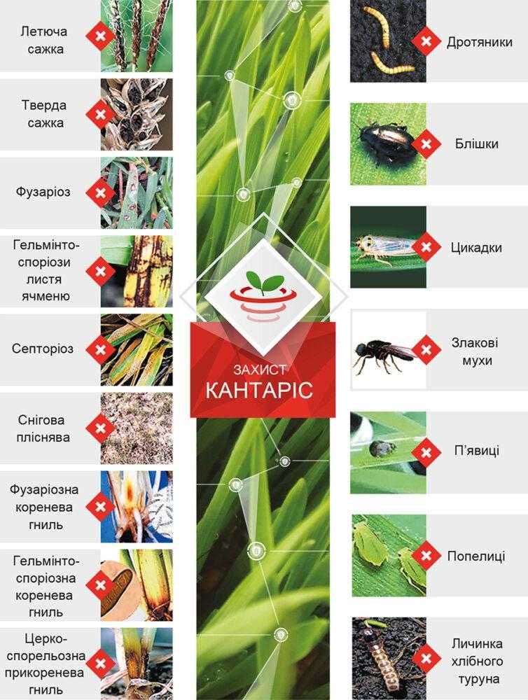 Spektr-insekto-fungitsydnoyi-diyi-Kantarisu Спектр інсекто-фунгіцидної дії Кантарісу
