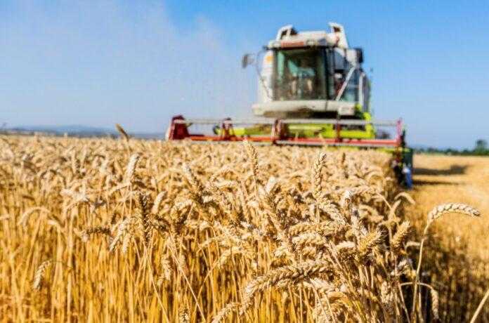 Збирання зернових на півдні