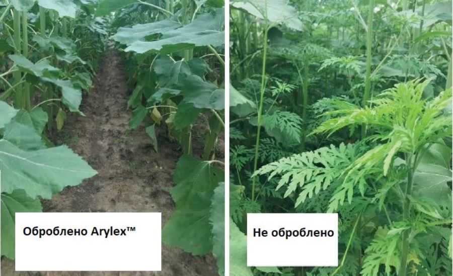 Karantynnyj-buryan-yak-zupynyty-rozpovsyudzhennya-ambroziyi-ta-zahystyty-vid-neyi-polya