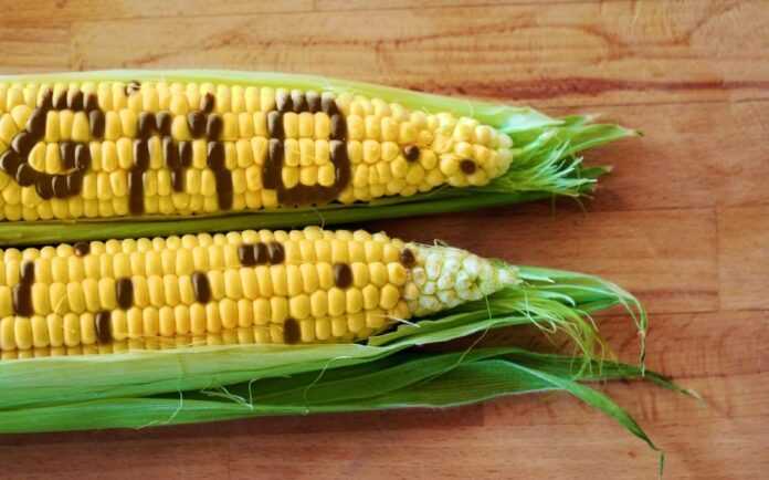 Zarubizhni-vcheni-nazvaly-osnovni-agrumenty-za-i-proty-vyroshhuvannya-GMO-kultur